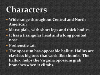 Wide range throughout Central and North
American
 Marsupials, with short legs and thick bodies
 It has a triangular head and a long pointed
nose.
 Prehensile tail
 The opossum has opposable hallux. Hallux are
clawless big toes that work like thumbs. The
hallux helps the Virginia opossum grab
branches when it climbs.
 