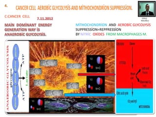 MİTHOCHONDRİON AND AEROBİC GLYCOLYSİS
SUPPRESSİON=REPPRESSİON
BY NİTRİC OXİDES FROM MACROPHAGES M.
M M
M
C
C:CANCER CELL EFRUZ
ASİLOĞLU
 