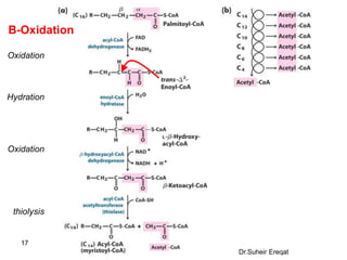 17
B-Oxidation
Oxidation
Hydration
Oxidation
thiolysis
Dr.Suheir Ereqat
 