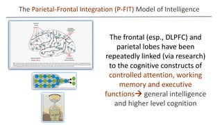 The Parietal-Frontal Integration (P-FIT) Model of Intelligence
The frontal (esp., DLPFC) and
parietal lobes have been
repeatedly linked (via research)
to the cognitive constructs of
controlled attention, working
memory and executive
functions general intelligence
and higher level cognition
 