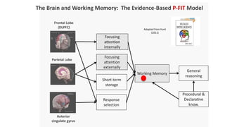 T
Focusing
attention
internally
Focusing
attention
externally
Short-term
storage
Response
selection
Working Memory
General
reasoning
Procedural &
Declarative
know.
Frontal Lobe
(DLPFC)
Parietal Lobe
Anterior
cingulate gyrus
The Brain and Working Memory: The Evidence-Based P-FIT Model
Adapted from Hunt
(2011)
 