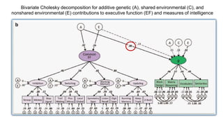 Bivariate Cholesky decomposition for additive genetic (A), shared environmental (C), and
nonshared environmental (E) contributions to executive function (EF) and measures of intelligence
 