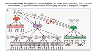 Multivariate Cholesky decomposition for additive genetic (A), shared environmental (C), and nonshared
environmental (E) contributions to executive function (EF), measures of intelligence, and speed
 