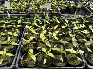 エフスタ!!HOKKAIDO エンジニアが この先 生き残るには