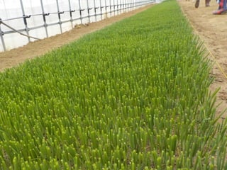 エフスタ!!HOKKAIDO エンジニアが この先 生き残るには