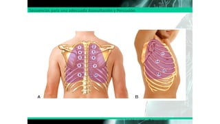 Secuencias para una adecuada Auscultación y Percusión
VICTORIA VILLENA GARRIDO, NORMATIVA SOBRE EL DIAGNÓSTICO Y TRATAMIENTO DEL DERRAME
PLEURAL. ACTUALIZACIÓN ARCH BRONCONEUMOL. 2014;50(6):235–249
 