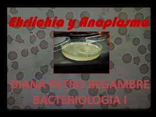 Ehrlichia y Anaplasma



DIANA PETRO BEGAMBRE
   BACTERIOLOGIA I
 