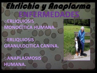 EHRLICHIA Y ANAPLASMA