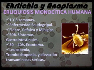 EHRLICHIA Y ANAPLASMA
