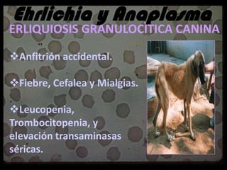 EHRLICHIA Y ANAPLASMA