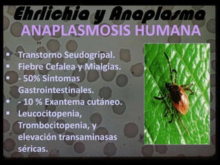EHRLICHIA Y ANAPLASMA
