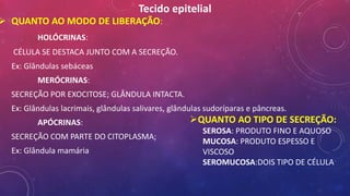 Tecido epitelial
 QUANTO AO MODO DE LIBERAÇÃO:
HOLÓCRINAS:
CÉLULA SE DESTACA JUNTO COM A SECREÇÃO.
Ex: Glândulas sebáceas
MERÓCRINAS:
SECREÇÃO POR EXOCITOSE; GLÂNDULA INTACTA.
Ex: Glândulas lacrimais, glândulas salivares, glândulas sudoríparas e pâncreas.
APÓCRINAS:
SECREÇÃO COM PARTE DO CITOPLASMA;
Ex: Glândula mamária
QUANTO AO TIPO DE SECREÇÃO:
SEROSA: PRODUTO FINO E AQUOSO
MUCOSA: PRODUTO ESPESSO E
VISCOSO
SEROMUCOSA:DOIS TIPO DE CÉLULA
 