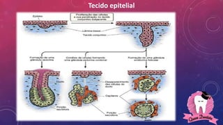 Tecido epitelial
 