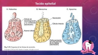 Tecido epitelial
 