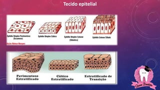 Tecido epitelial
 