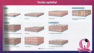 Tecido epitelial
 