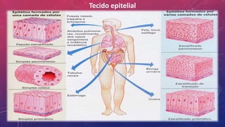 Tecido epitelial
 