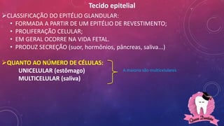 Tecido epitelial
CLASSIFICAÇÃO DO EPITÉLIO GLANDULAR:
• FORMADA A PARTIR DE UM EPITÉLIO DE REVESTIMENTO;
• PROLIFERAÇÃO CELULAR;
• EM GERAL OCORRE NA VIDA FETAL.
• PRODUZ SECREÇÃO (suor, hormônios, pâncreas, saliva...)
QUANTO AO NÚMERO DE CÉLULAS:
UNICELULAR (estômago)
MULTICELULAR (saliva)
A maioria são multicelulares
 