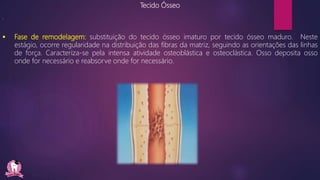 Tecido Ósseo
.
 Fase de remodelagem: substituição do tecido ósseo imaturo por tecido ósseo maduro. Neste
estágio, ocorre regularidade na distribuição das fibras da matriz, seguindo as orientações das linhas
de força. Caracteriza-se pela intensa atividade osteoblástica e osteoclástica. Osso deposita osso
onde for necessário e reabsorve onde for necessário.
 