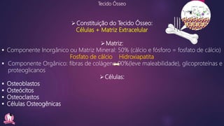 Tecido Ósseo
Constituição do Tecido Ósseo:
Células + Matriz Extracelular
Matriz:
 Componente Inorgânico ou Matriz Mineral: 50% (cálcio e fósforo = fosfato de cálcio)
Fosfato de cálcio Hidroxiapatita
 Componente Orgânico: fibras de colágeno 90%(leve maleabilidade), glicoproteínas e
proteoglicanos
Células:
 Osteoblastos
 Osteócitos
 Osteoclastos
 Células Osteogênicas
 