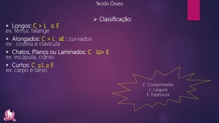  Classificação:
 Longos: C > L E
ex: fêmur, falange
 Alongados: C > L E : curvados
ex: costela e clavícula
 Chatos, Planos ou Laminados: C L > E
ex: escápula, crânio
 Curtos: C L E
ex: carpo e tarso
Tecido Ósseo
=~
=~
=~ =~
=~
C: Comprimento
L: Largura
E: Espessura
 