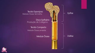 Tecido Esponjoso
Tecido Compacto
Epífise
Diáfise
Medula Óssea Vermelha
Medula Óssea amarela
Medula Óssea
Disco Epifisário
Produção de Colágeno
 