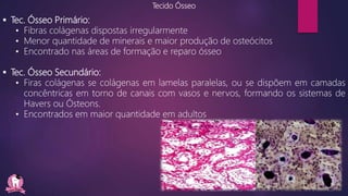 Tecido Ósseo
 Tec. Ósseo Primário:
• Fibras colágenas dispostas irregularmente
• Menor quantidade de minerais e maior produção de osteócitos
• Encontrado nas áreas de formação e reparo ósseo
 Tec. Ósseo Secundário:
• Firas colágenas se colágenas em lamelas paralelas, ou se dispõem em camadas
concêntricas em torno de canais com vasos e nervos, formando os sistemas de
Havers ou Ósteons.
• Encontrados em maior quantidade em adultos
 