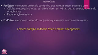 Tecido Ósseo
 Periósteo: membrana de tecido conjuntivo que reveste externamente o osso
• Células mesenquimatosas: se diferenciam em várias outras células, formando
osteoblastos
• Regeneração – fratura
 Endósteo: membrana de tecido conjuntivo que reveste internamente o osso
Fornece nutrição ao tecido ósseo e células osteogênicas
 