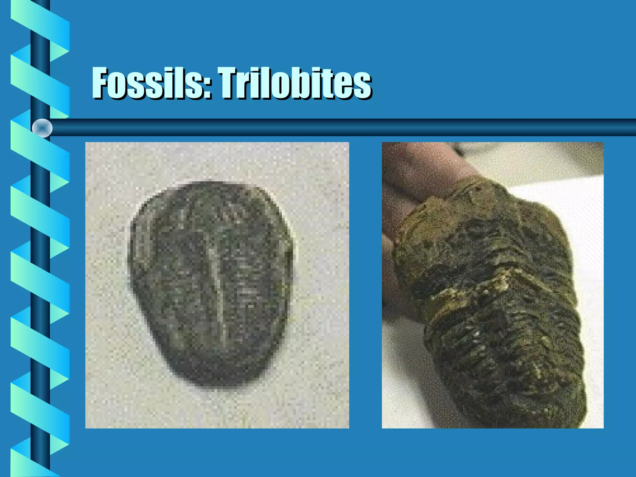 Fossils: TrilobitesFossils: Trilobites