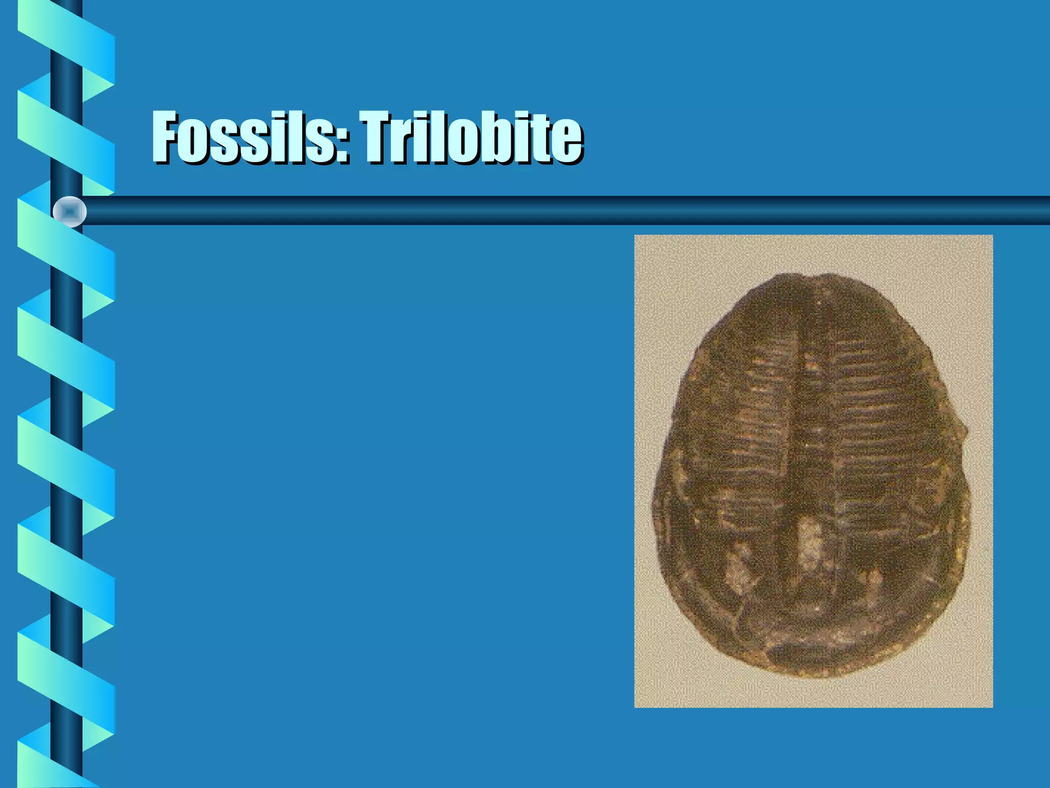Fossils: TrilobiteFossils: Trilobite
