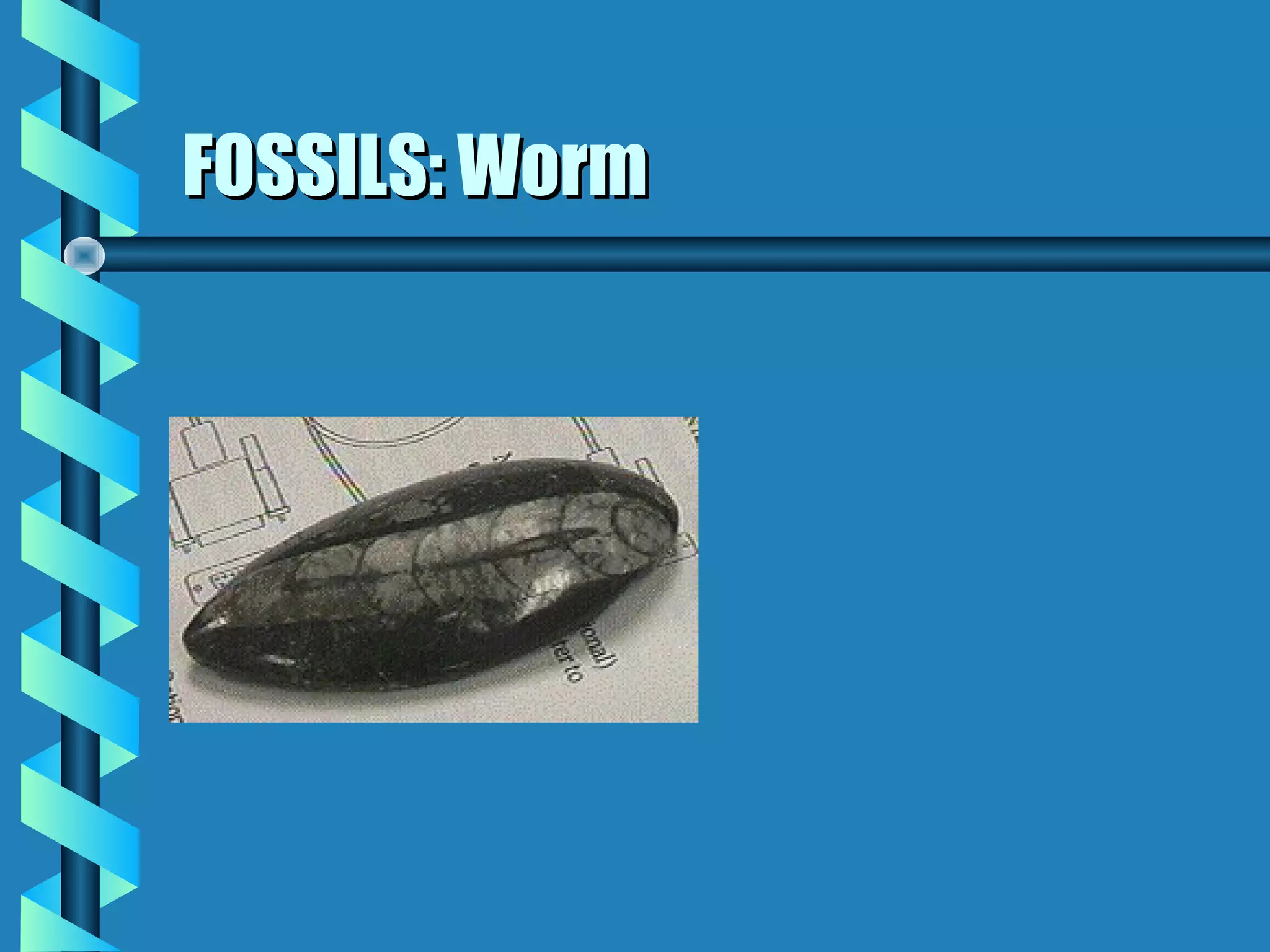 FOSSILS: WormFOSSILS: Worm