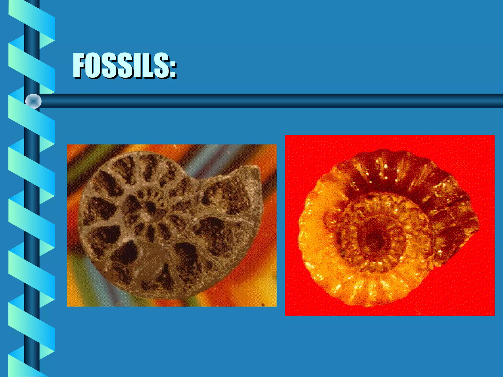 FOSSILS:FOSSILS: