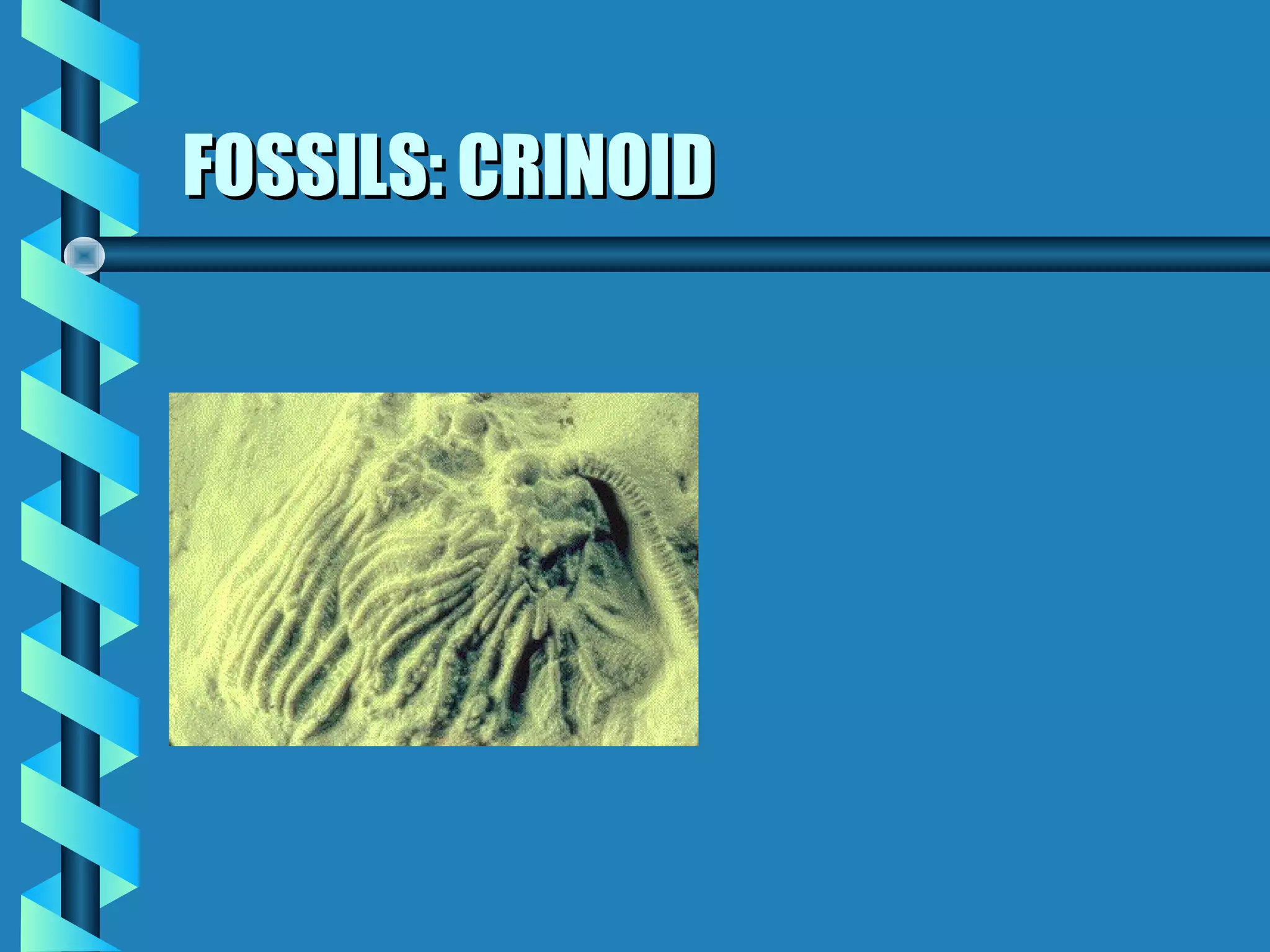 FOSSILS: CRINOIDFOSSILS: CRINOID