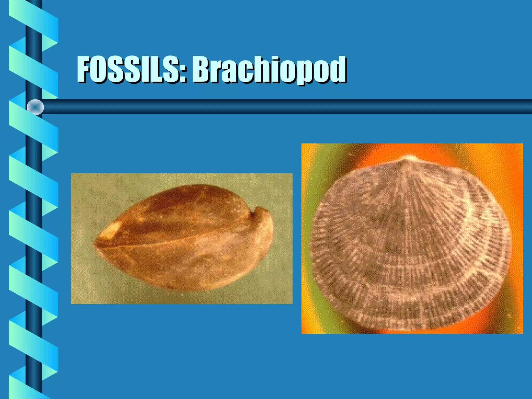FOSSILS: BrachiopodFOSSILS: Brachiopod