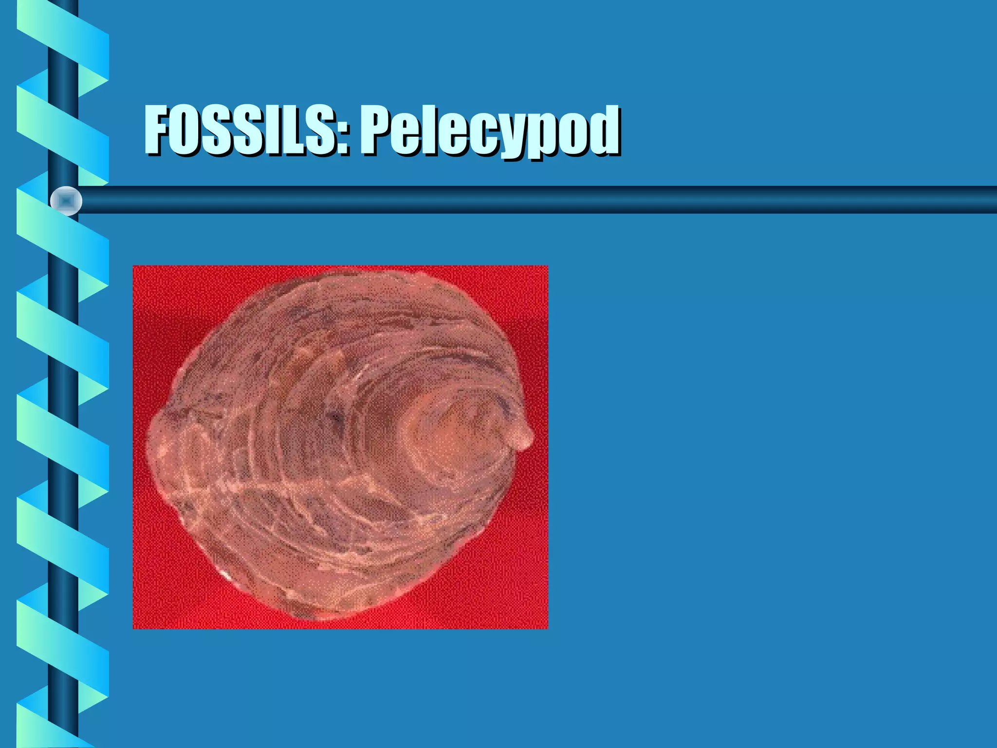 FOSSILS: PelecypodFOSSILS: Pelecypod