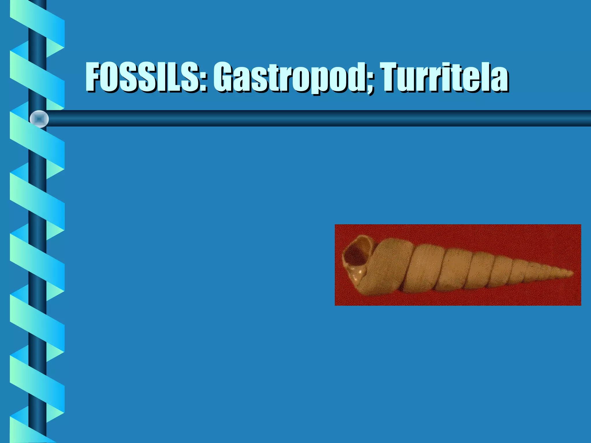 FOSSILS: Gastropod; TurritelaFOSSILS: Gastropod; Turritela