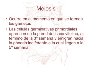 Meiosis Ocurre en el momento en que se forman los gametos Las células germinativas primordiales aparecen en la pared del saco vitelino, al término de la 3º semana y emigran hacia la gónada indiferente a la cual llegan a la 5º semana  