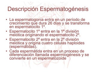 Descripción Espermatogénesis La espermatogonia entra en un período de crecimiento que dura 26 días y se transforma en espermatocito 1º. Espermatocito 1º entra en la 1ª división meiótica originando el espermatocito 2º. Espermatocito 2º entra en la 2º división meiótica y origina cuatro células haploides (espermátidas). Cada espermátida entra en un proceso de diferenciación llamada espermiogénesis y se convierte en un espermatozoide 