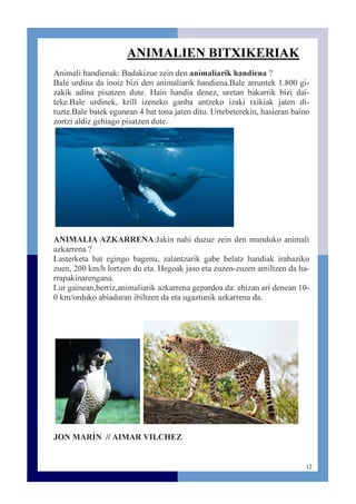 12
ANIMALIEN BITXIKERIAK
Animali handienak: Badakizue zein den animaliarik handiena ?
Bale urdina da inoiz bizi den animaliarik handiena.Bale arruntek 1.800 gi-
zakik adina pisatzen dute. Hain handia denez, uretan bakarrik bizi dai-
teke.Bale urdinek, krill izeneko ganba antzeko izaki txikiak jaten di-
tuzte.Bale batek egunean 4 bat tona jaten ditu. Urtebeterekin, hasieran baino
zortzi aldiz gehiago pisatzen dute.
ANIMALIA AZKARRENA:Jakin nahi duzue zein den munduko animali
azkarrena ?
Lasterketa bat egingo bagenu, zalantzarik gabe belatz handiak irabaziko
zuen, 200 km/h lortzen du eta. Hegoak jaso eta zuzen-zuzen amiltzen da ha-
rrapakinarengana.
Lur gainean,berriz,animaliarik azkarrena gepardoa da: ehizan ari denean 10-
0 km/orduko abiaduran ibiltzen da eta ugaztunik azkarrena da.
JON MARÍN // AIMAR VILCHEZ
 