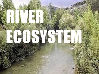 RIVER
ECOSYSTEM
 