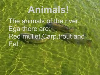 Animals!
The animals of the river
Ega there are:
Red mullet,Carp,trout and
Eel.
 