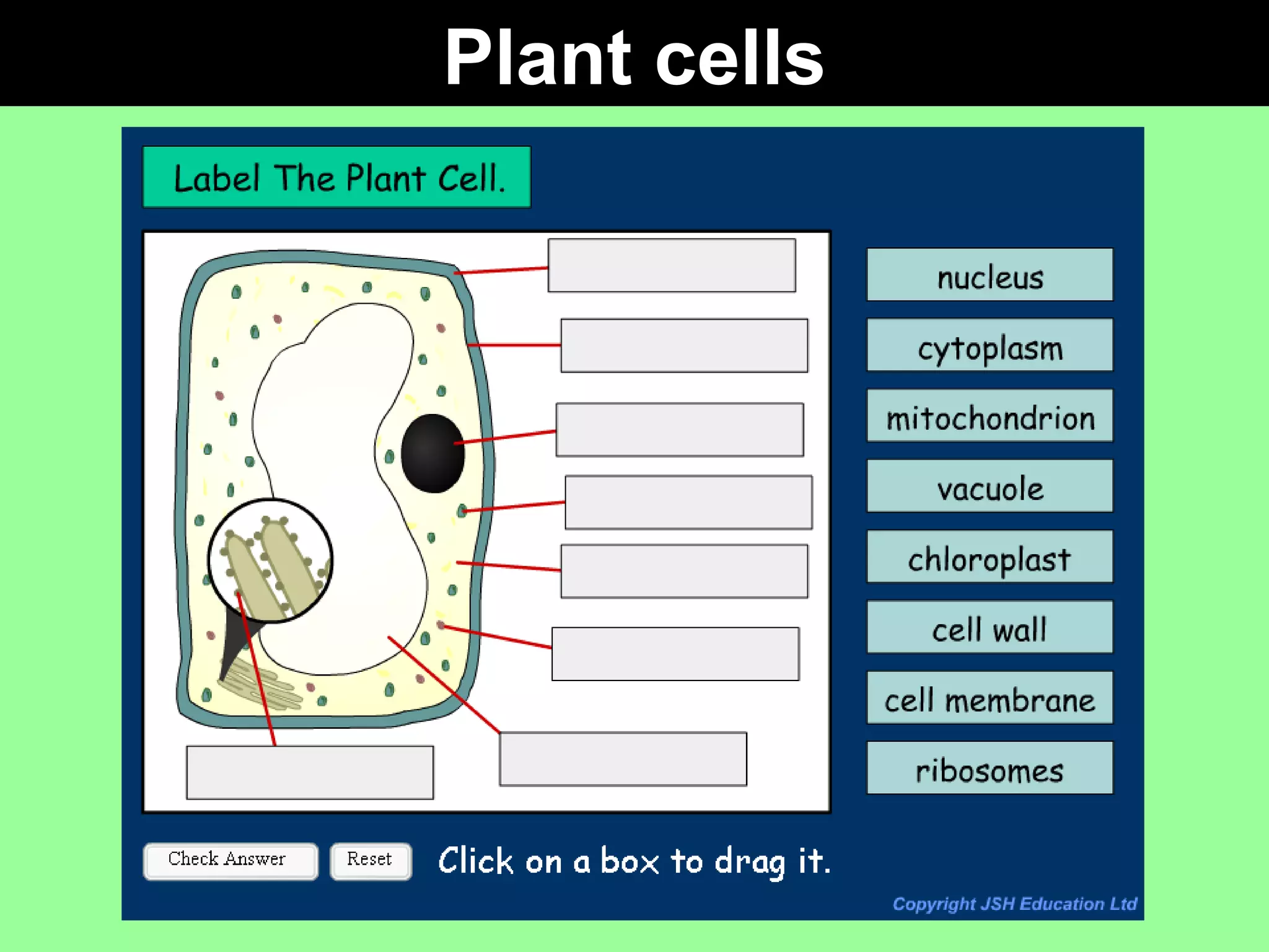 Plant cells 