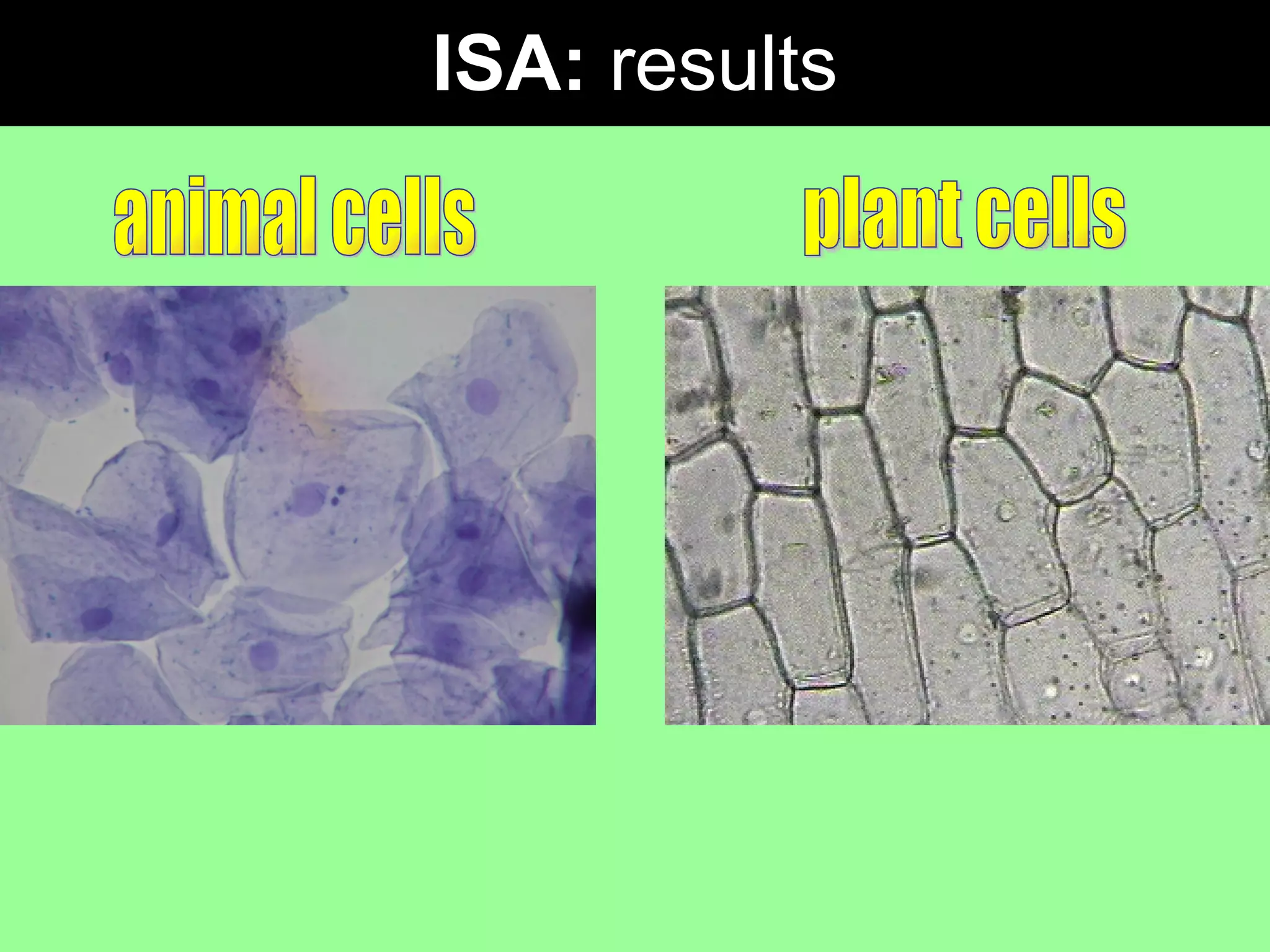 ISA:  results animal cells plant cells 