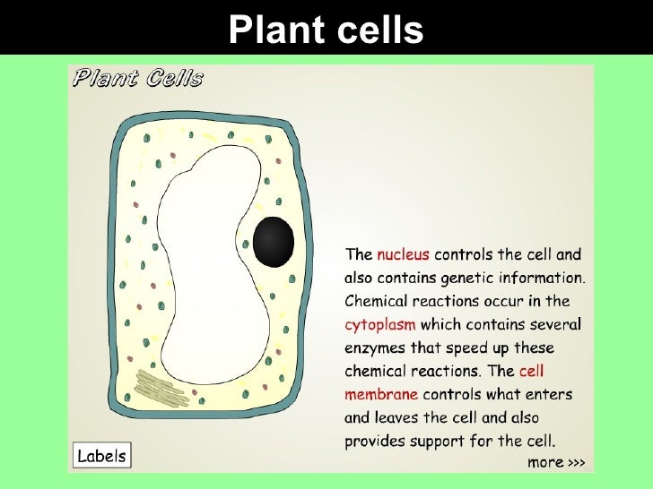 Animal and Plant cells