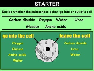 STARTER Decide whether the substances below go into or out of a cell go into the cell leave the cell Carbon dioxide  Oxygen Water Urea Glucose  Amino acids   Oxygen Glucose Amino acids  Water Carbon dioxide Urea  Water 