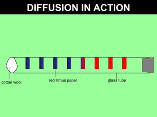 Diffusion and Osmosis | PPT