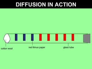 DIFFUSION IN ACTION cotton wool red litmus paper glass tube 