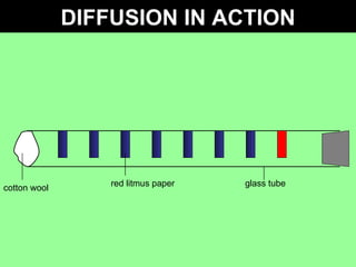 DIFFUSION IN ACTION cotton wool red litmus paper glass tube 