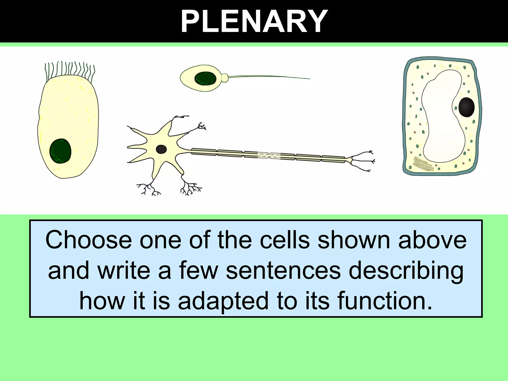 PLENARY Choose one of the cells shown above and write a few sentences describing how it is adapted to its function. 