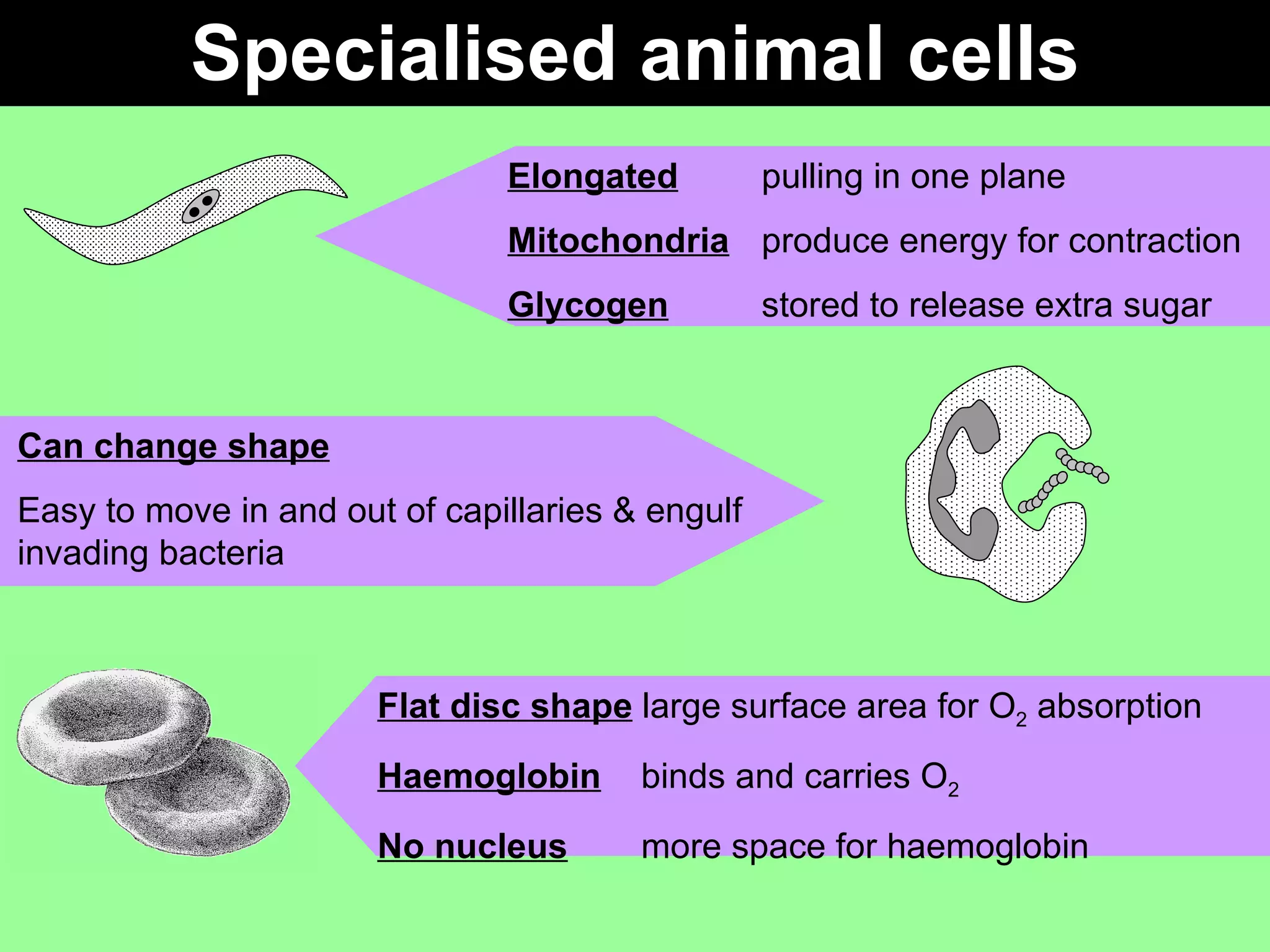 Specialised animal cells Elongated pulling in one plane Mitochondria produce energy for contraction Glycogen stored to release extra sugar Can change shape Easy to move in and out of capillaries & engulf invading bacteria Flat disc shape   large surface area for O 2  absorption Haemoglobin  binds and carries O 2 No nucleus  more space for haemoglobin 